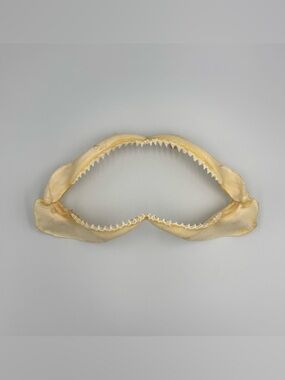 Vintage Bull Shark Jaw 11.5” x 5.5” Shark Teeth Decor Collectible